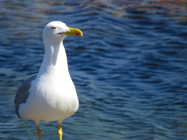 Gaviota — Foto de Stock