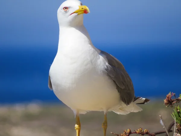 Gaviota — Foto de Stock