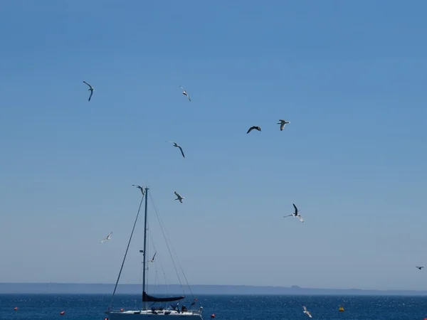 Seagull — Stock Photo, Image