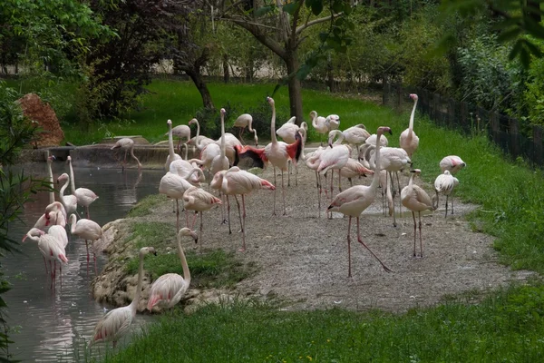 Flamingo — Stockfoto