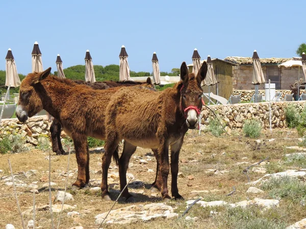 Γάιδαρος — Φωτογραφία Αρχείου