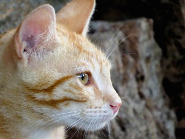 Bir kedi.