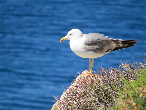 Gaviota —  Fotos de Stock