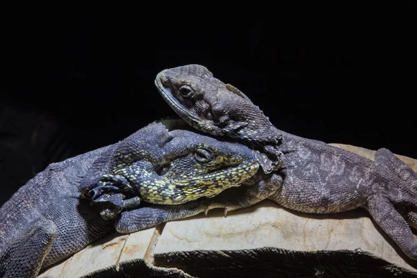 Iguana — Foto Stock