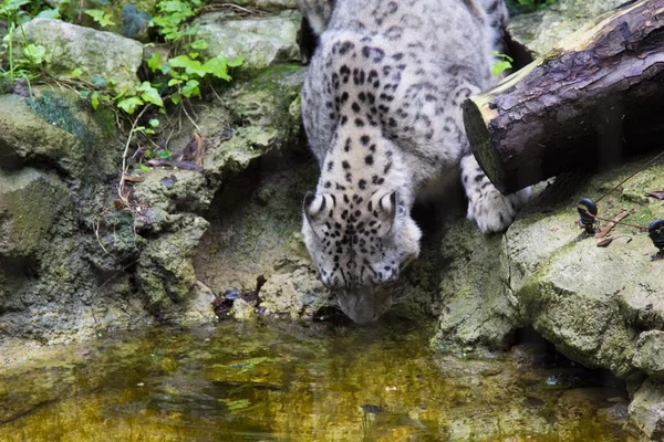 Leopardo — Foto Stock