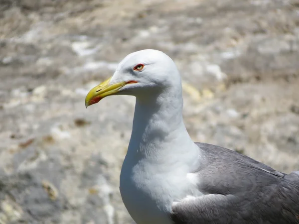 Gaviota — Foto de Stock