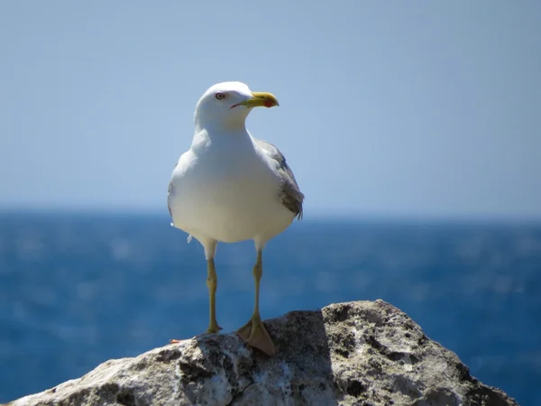 Seagull — Stock Photo, Image