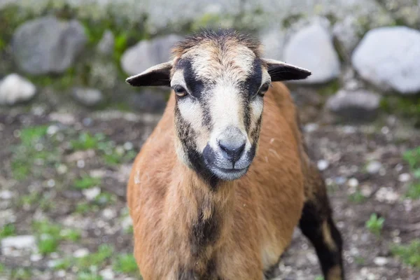 Yaban keçisi — Stok fotoğraf