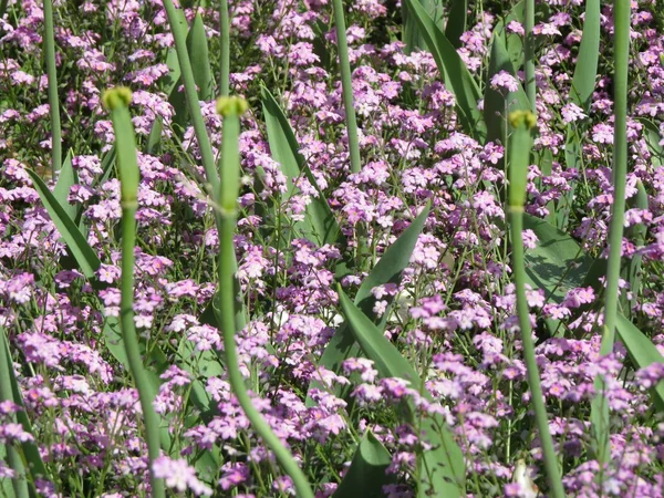 Spring flowers — Stock Photo, Image