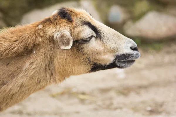 Wild goat — Stock Photo, Image