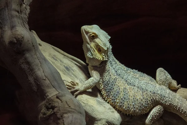 Iguana — Stock Photo, Image