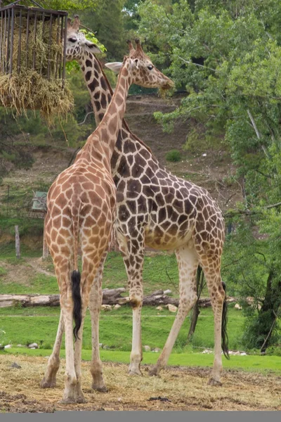 Giraffa — Foto Stock