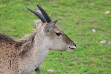 antilop