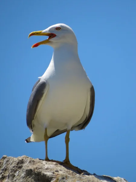 Gaivota — Fotografia de Stock