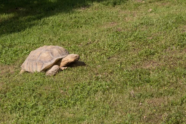 Zeeschildpad — Stockfoto