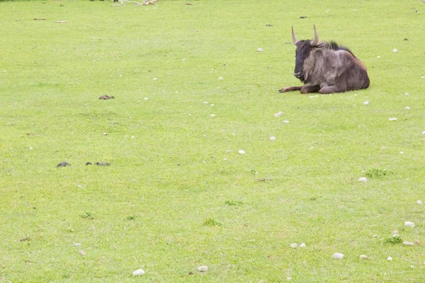 A gnu — Stock Photo, Image