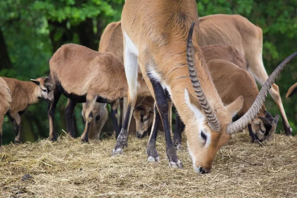 Wild goat — Stock Photo, Image