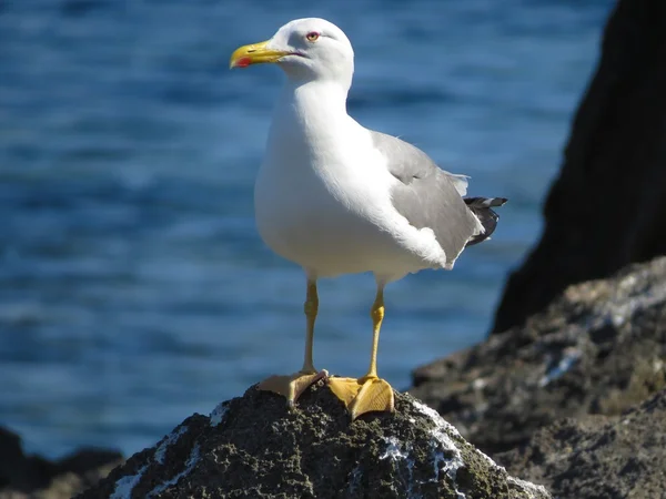 Gaviota — Foto de Stock