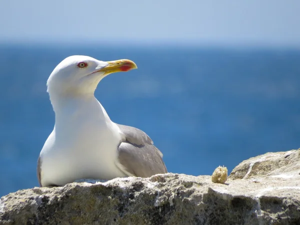 Möwe — Stockfoto