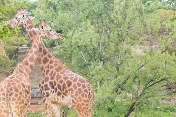 Eine Ansicht der farbigen Giraffe — Stockfoto