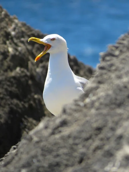 Een weergave van een zeemeeuw op het water — Stockfoto