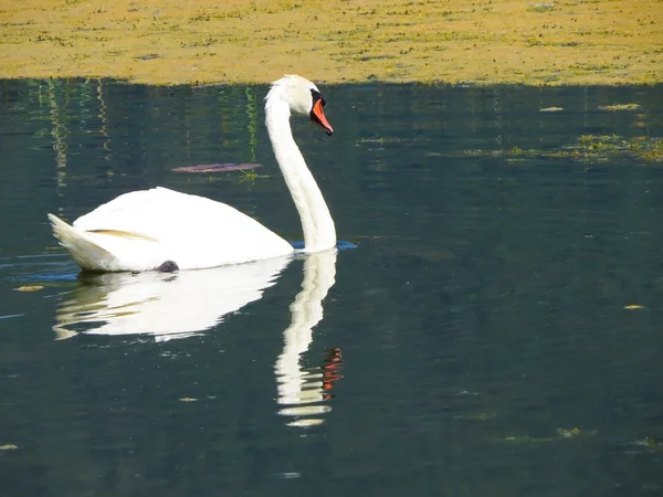 Ein Detail eines Schwans — Stockfoto