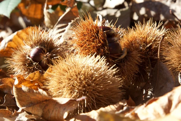 Vista di alcune castagne — Foto Stock