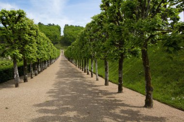 yeşil bir labirent görünümünü