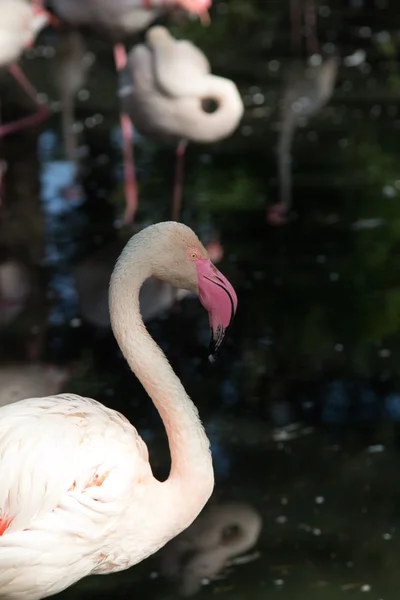 Ein Blick auf einen wilden Flamingo — Stockfoto