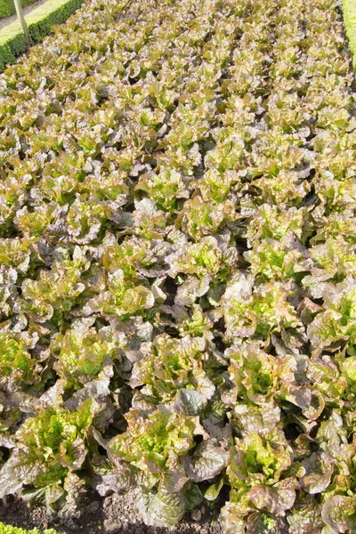 Utsikt över vegetarisk ingrediens — Stockfoto