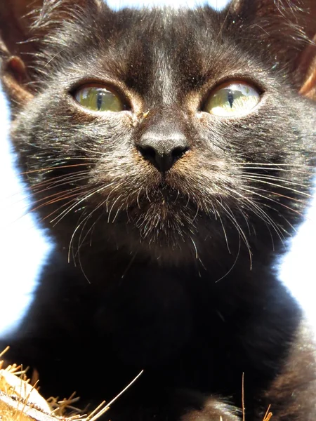 Bir kedi vasıl belgili tanımlık pencere — Stok fotoğraf