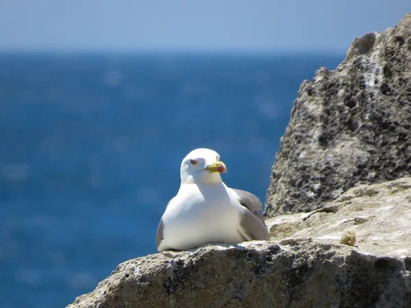 A view of seagull — Stock Photo, Image