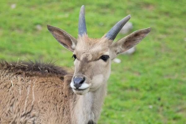 Una vista de Antelope — Foto de Stock