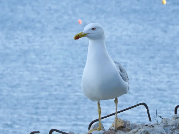 A detail of seagull — Stock Photo, Image