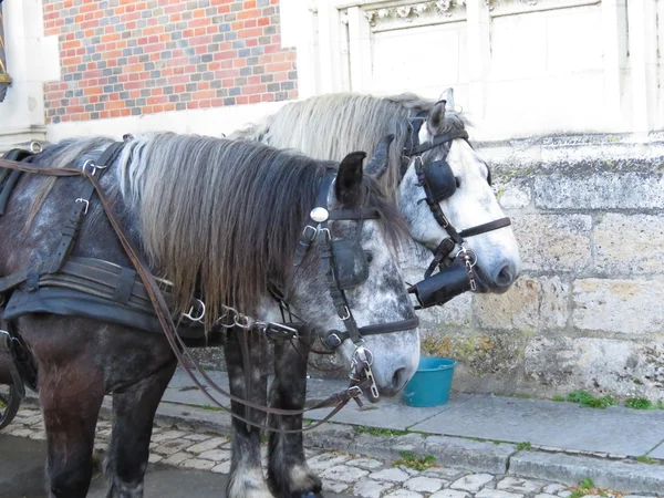 Dos caballos dpmestic — Foto de Stock