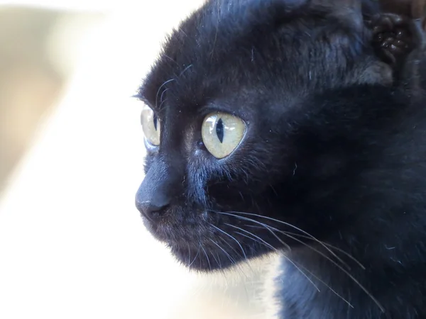 Een zwarte kat — Stockfoto