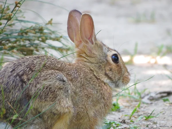 Ein kleines Kaninchen — Stockfoto