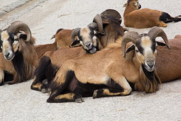 Some wild goat — Stock Photo, Image