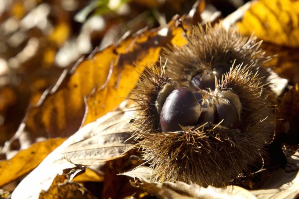 Delle castagne marroni. — Foto Stock