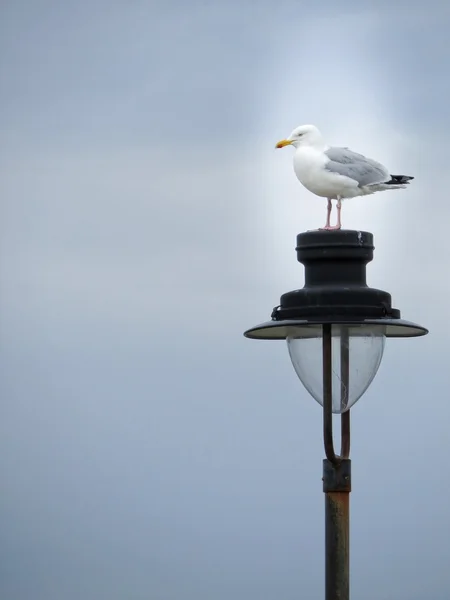 Eine weiße Möwe — Stockfoto