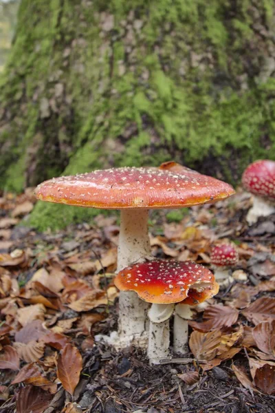 Uma visão de cogumelo — Fotografia de Stock