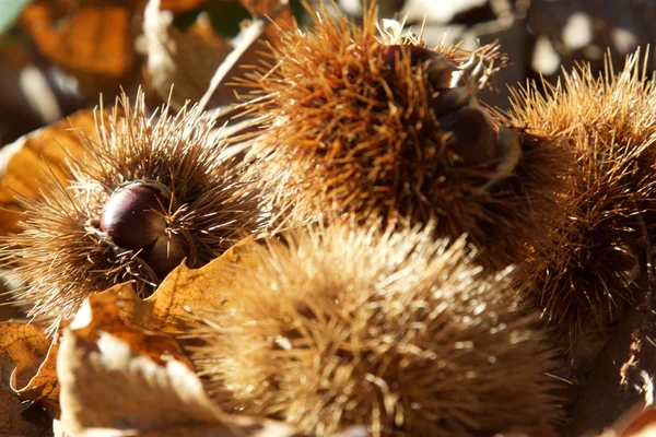 Vista di alcune castagne — Foto Stock