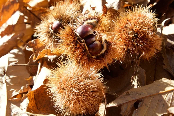 Algumas pequenas castanhas — Fotografia de Stock