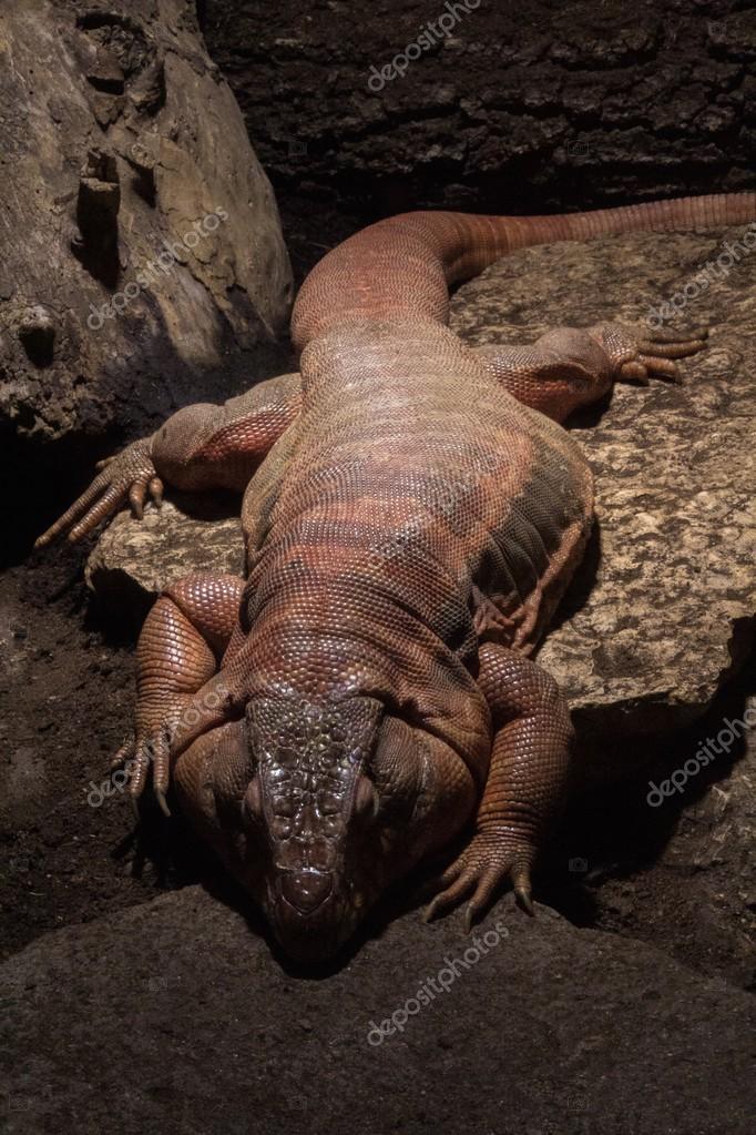A Pink Iguana Stock Photo By C Ulisse 1