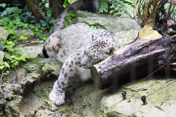 Um leopardo branco — Fotografia de Stock