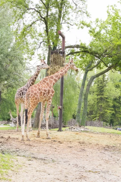 Alguma girafa bonita — Fotografia de Stock