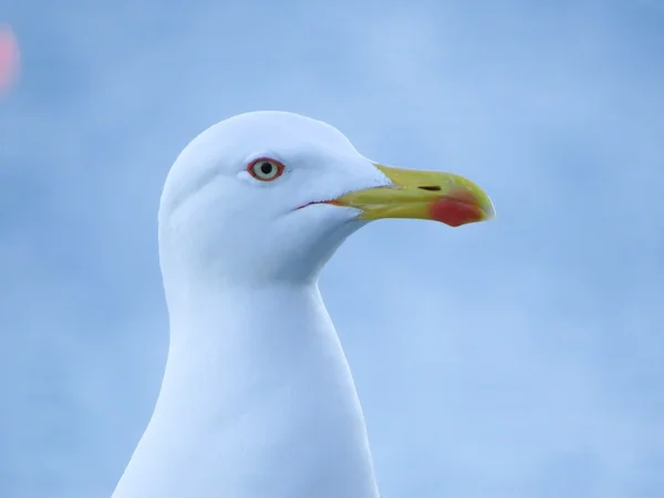 A white seagull — Stock Photo, Image