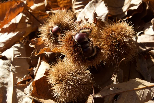 Delle castagne marroni. — Foto Stock