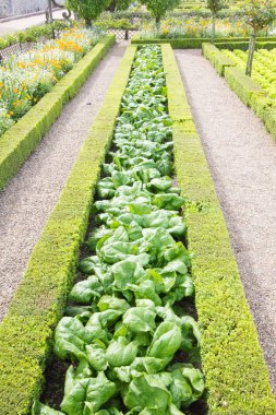 bazı vejetaryen madde