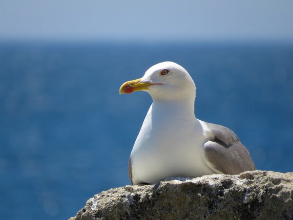 a white seagull